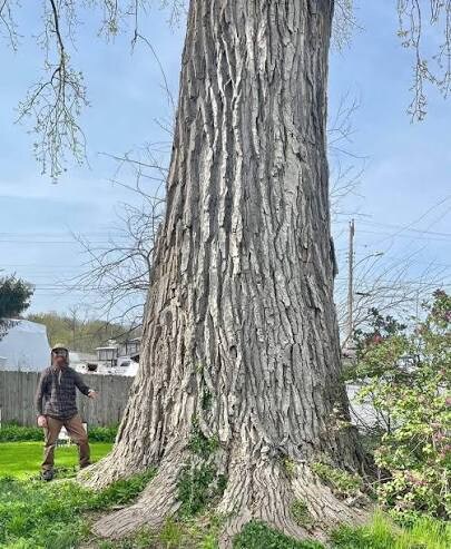 존나 빨리 자라는 대신 존나 무른 나무_6.jpg