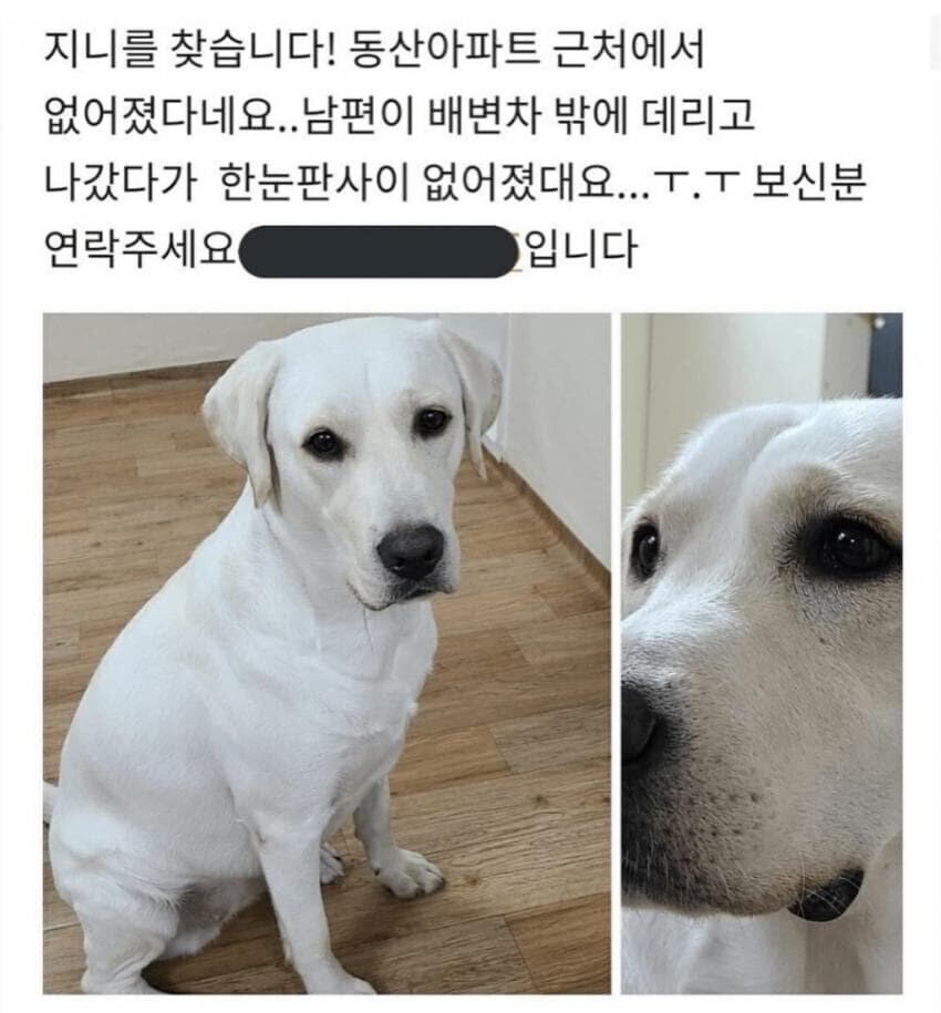 똥 싸러 갔다가 팁 받은 강아지_1.jpg