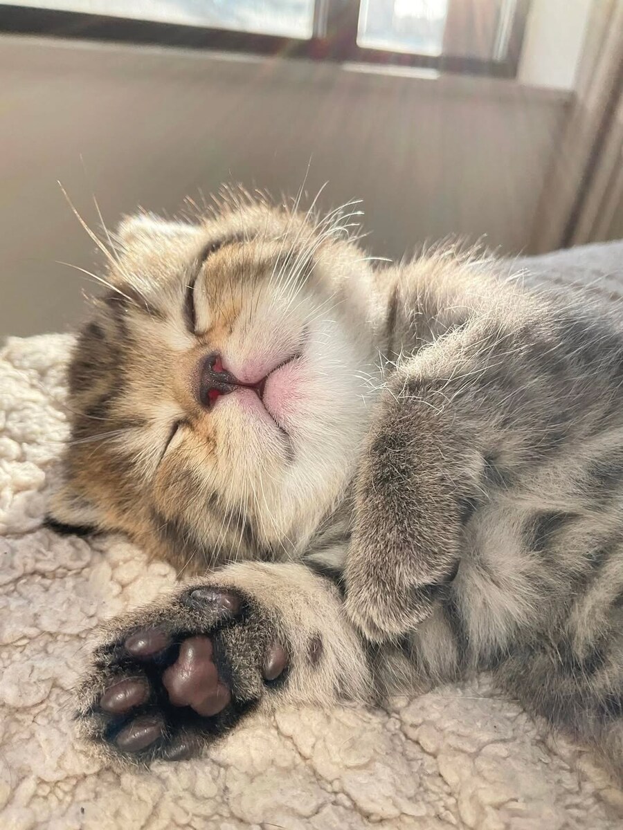 잠자는 귀요미 아깽이..._1.jpg