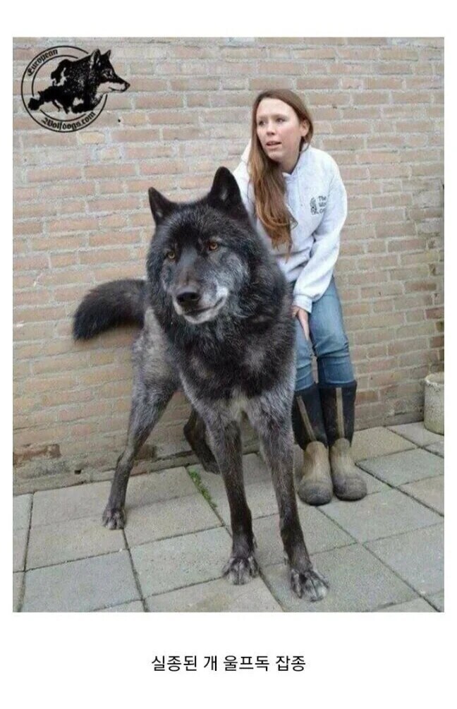 남의집 개를 총으로 쏴 죽인 이유_2.jpg