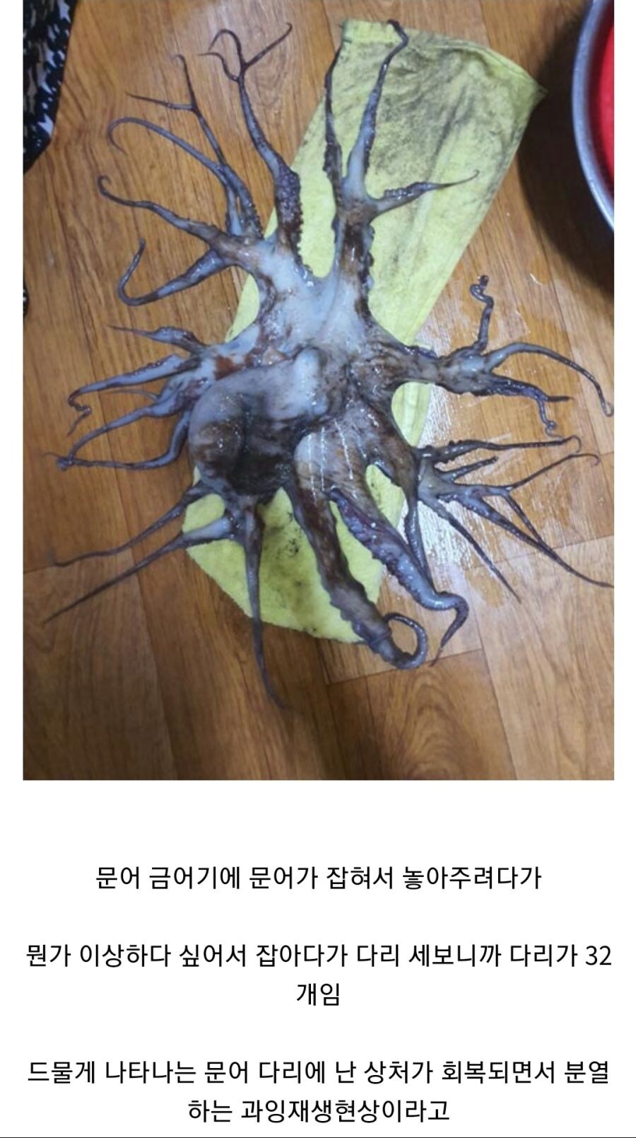 후쿠시마 앞바다에서 잡힌 문어ㄷㄷㄷ_1.jpg
