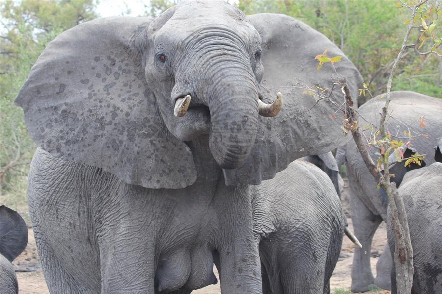 사람들이 잘 모른다는 코끼리 신체_3.jpg