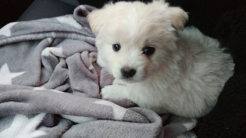 이름이 시루라는 강아지.jpg_6.jpg