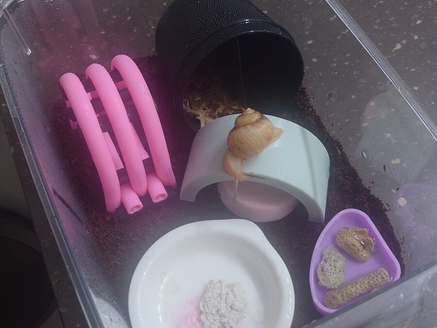 우리집 달팽이 세마리_3.jpg