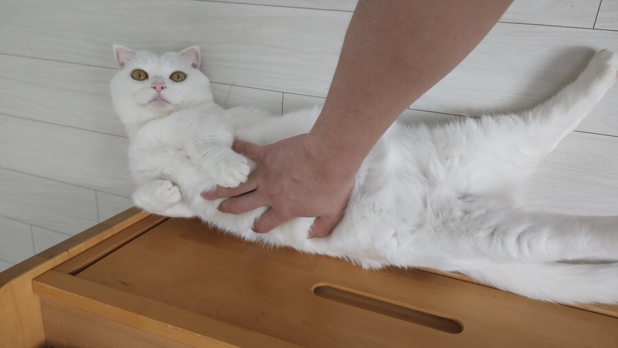 우리 고양이 특기를 소개합니다_6.jpg