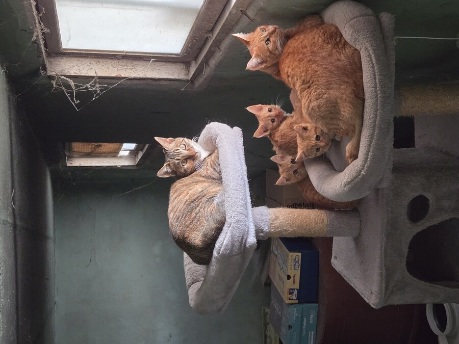 반지하 캣시키들 근황_4.jpg