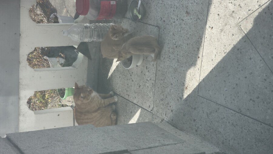 반지하 캣시키들 근황_3.jpg