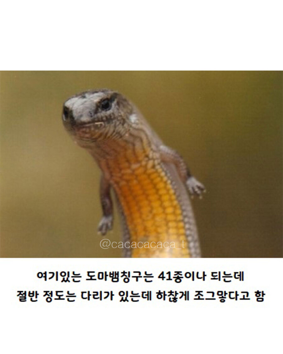 백악기때 살았던 뱀중에 다리가 있는 화석..._4.jpg