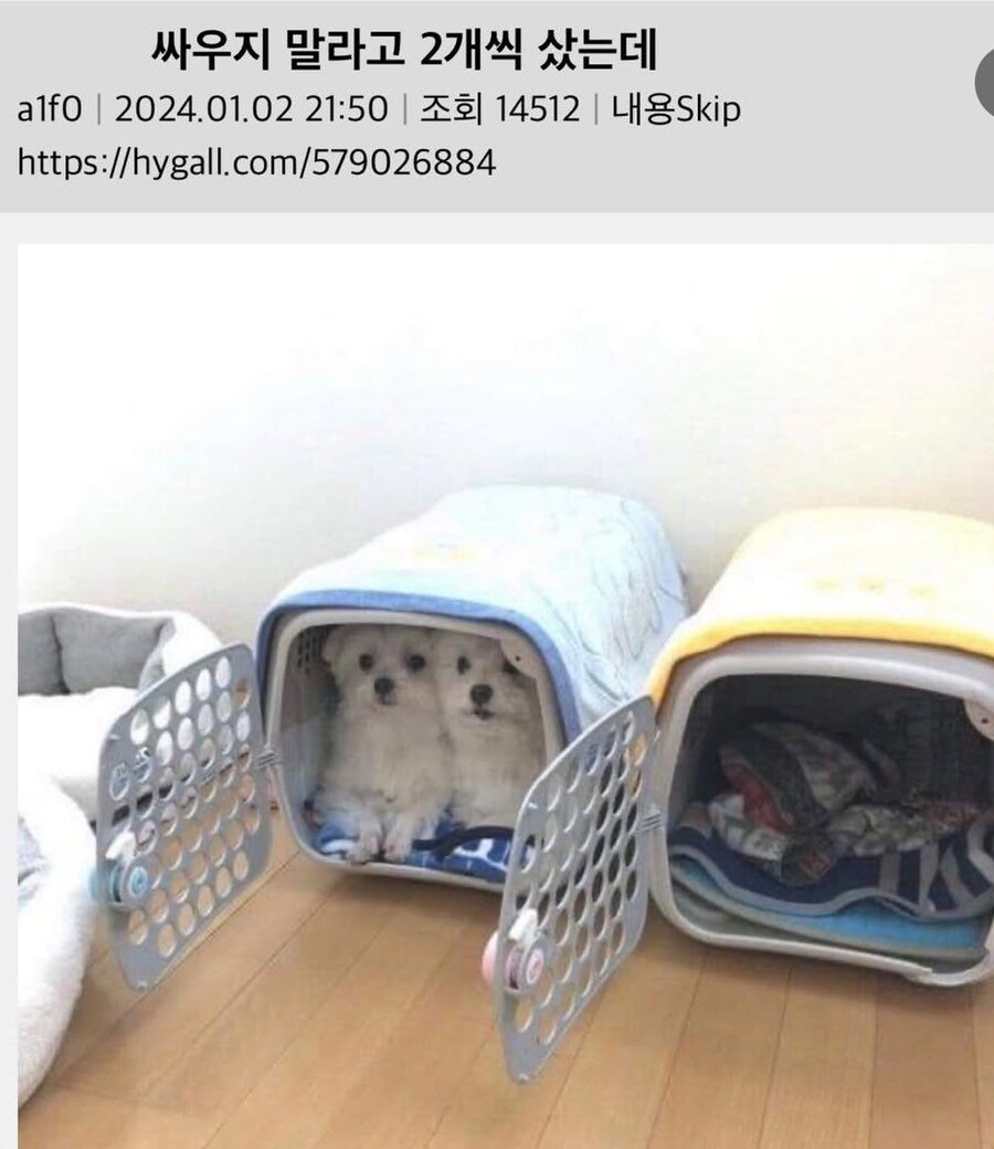 싸우지 말라고 2개씩 산 주인의 최후_1.jpg