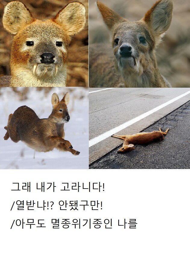한반도에 호랑이가 없는 이유_3.png