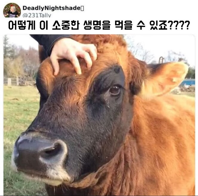 어떻게 이 소중한 생명을 먹을 수 있죠???_1.png