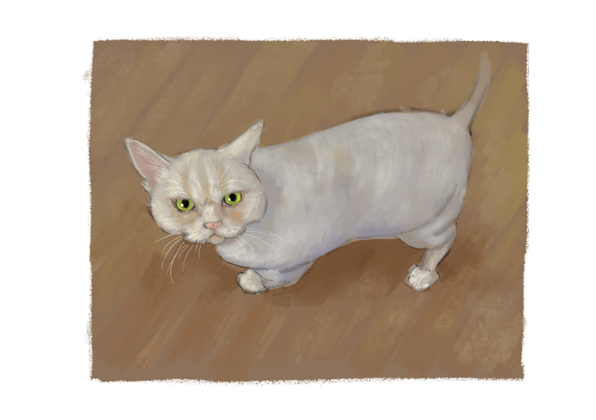 남의집 고양이 보고가이소_1.png