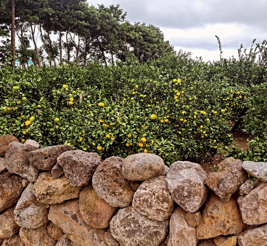 집앞 귤밭_2.webp