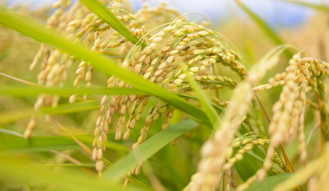 북한이 농사를 못짓는 결정적인 이유_3.jpg