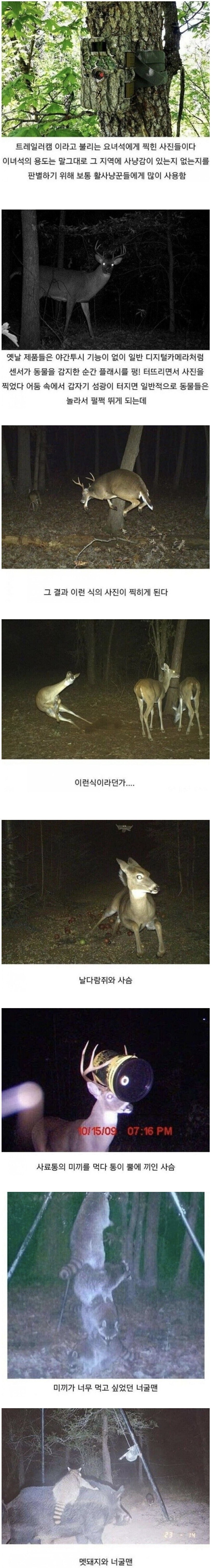 카메라 불빛에 놀란 숲속 친구들.jpg_1.jpg