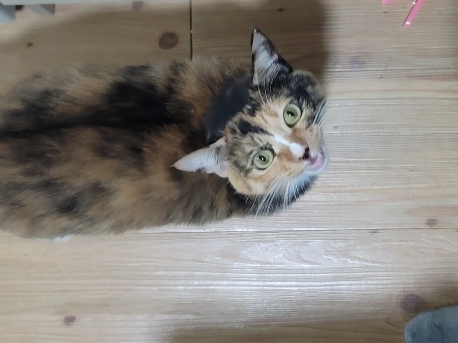 물류센터 끝내고 집으로 가는길...(애옹아 나왔다_4.jpg