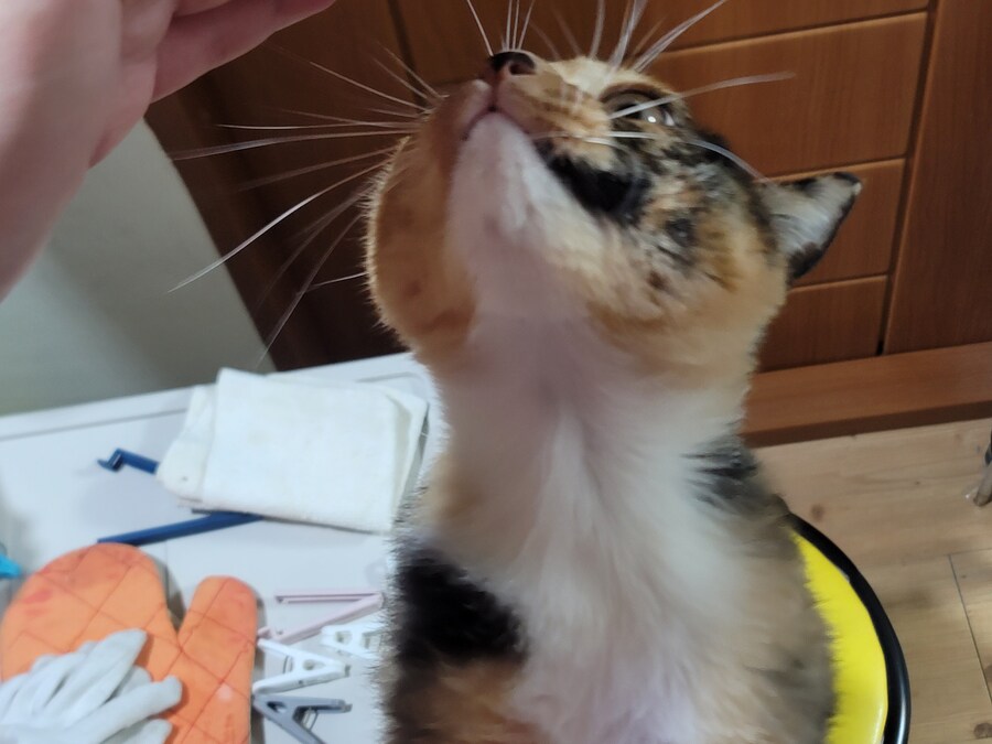 물류센터 끝내고 집으로 가는길...(애옹아 나왔다_6.jpg