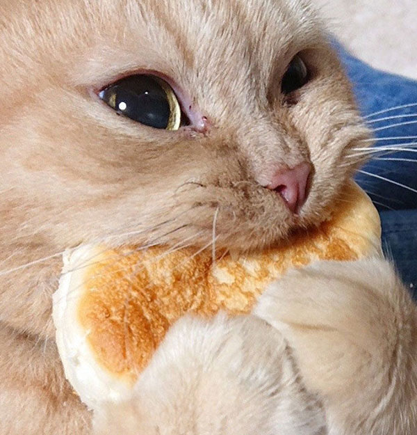 모닝 고양이_3.jpg