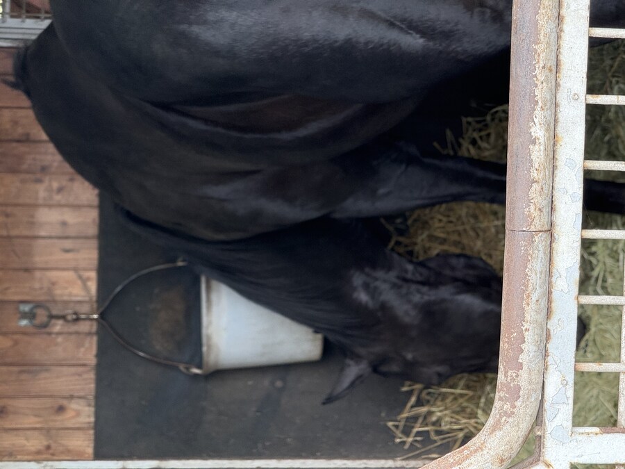 말딸) 자작 포토카드를 들고 홋카이도를 돌고 왔어 (말 구경편)_37.jpg