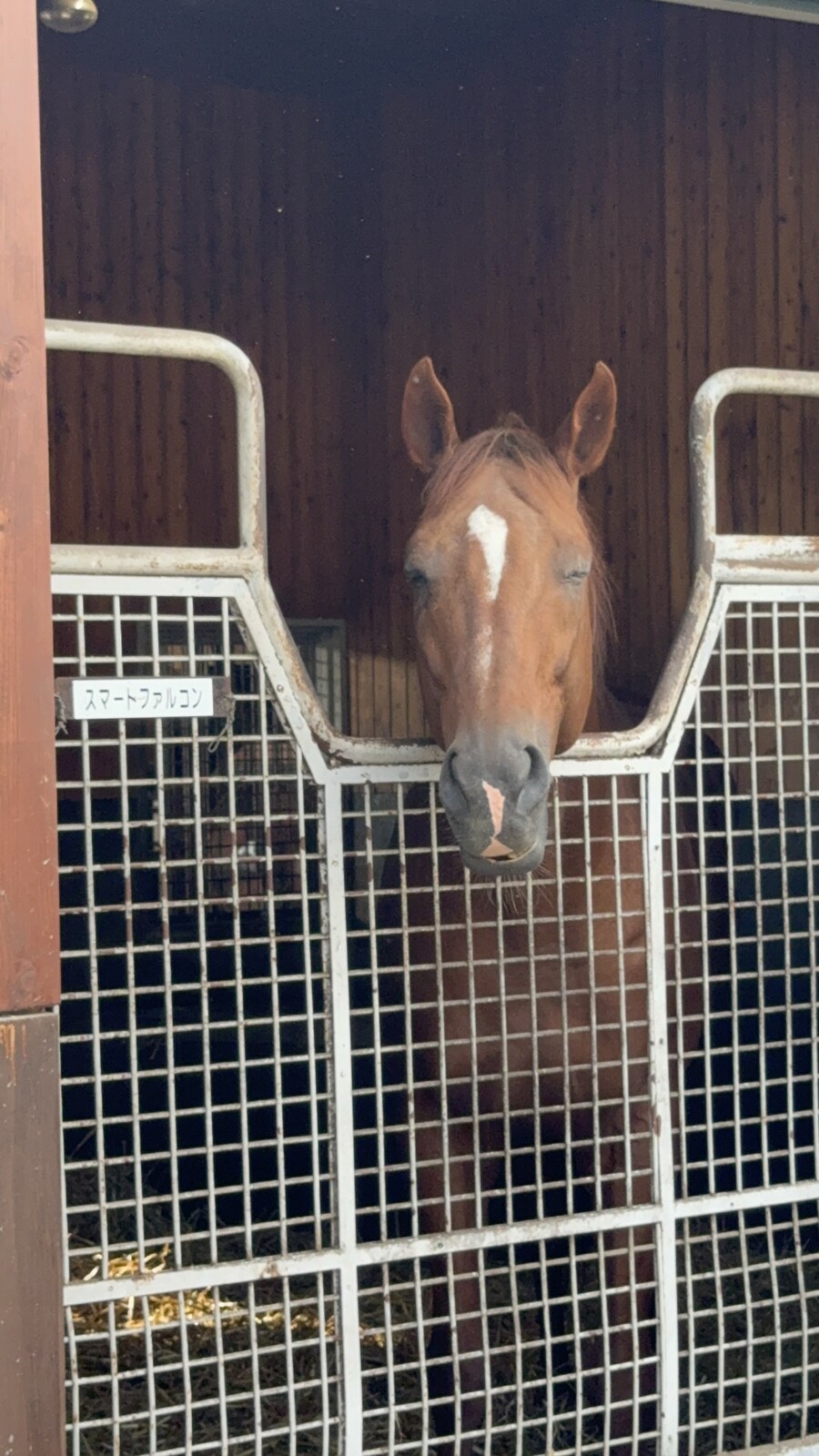 말딸) 자작 포토카드를 들고 홋카이도를 돌고 왔어 (말 구경편)_44.jpg