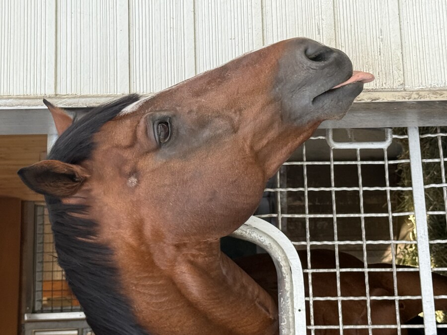 말딸) 자작 포토카드를 들고 홋카이도를 돌고 왔어 (말 구경편)_49.jpg