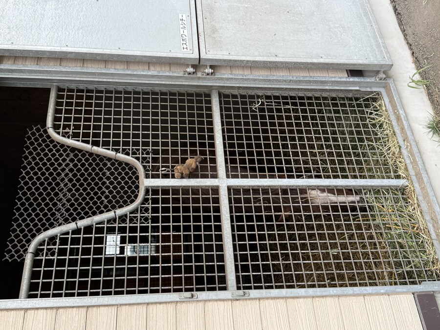 말딸) 자작 포토카드를 들고 홋카이도를 돌고 왔어 (말 구경편)_64.jpg