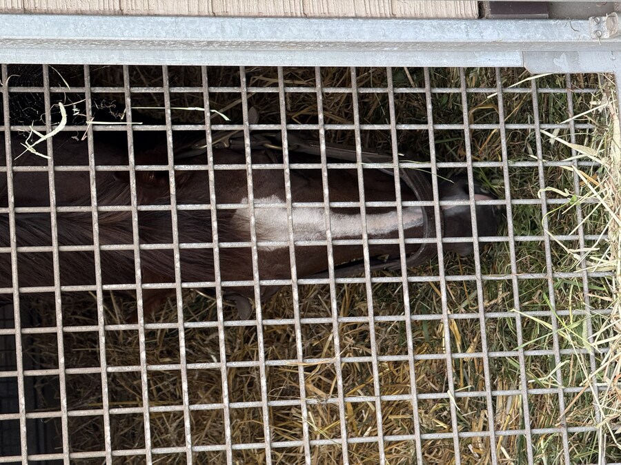 말딸) 자작 포토카드를 들고 홋카이도를 돌고 왔어 (말 구경편)_65.jpg