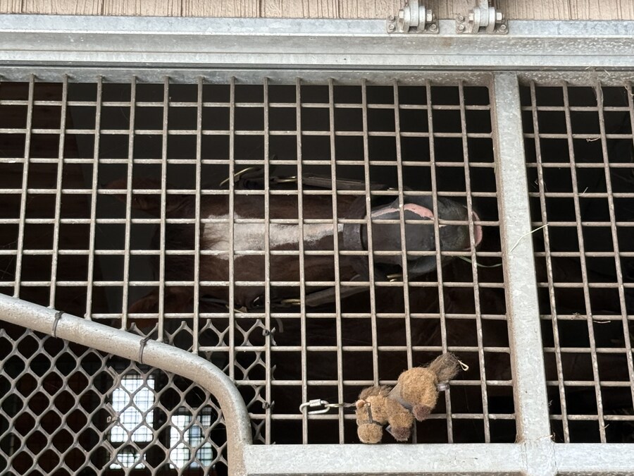 말딸) 자작 포토카드를 들고 홋카이도를 돌고 왔어 (말 구경편)_67.jpg