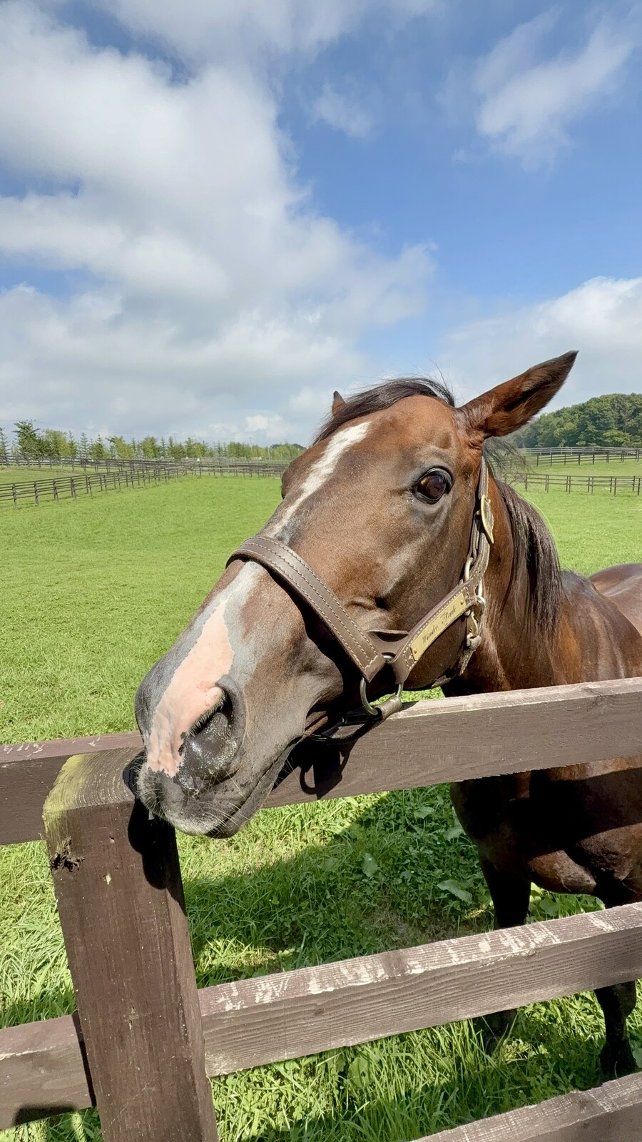 말딸) 자작 포토카드를 들고 홋카이도를 돌고 왔어 (말 구경편)_78.jpg