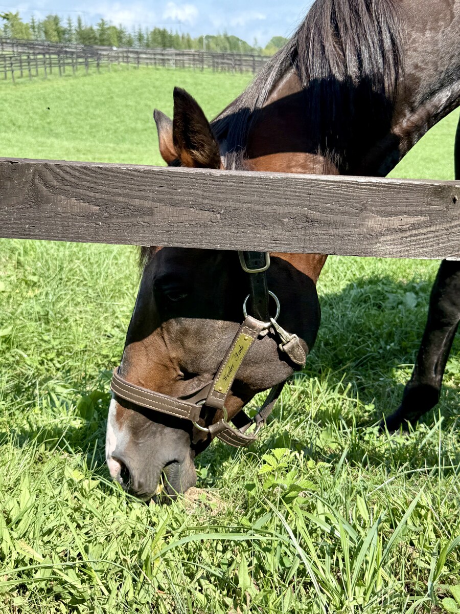 말딸) 자작 포토카드를 들고 홋카이도를 돌고 왔어 (말 구경편)_79.jpg