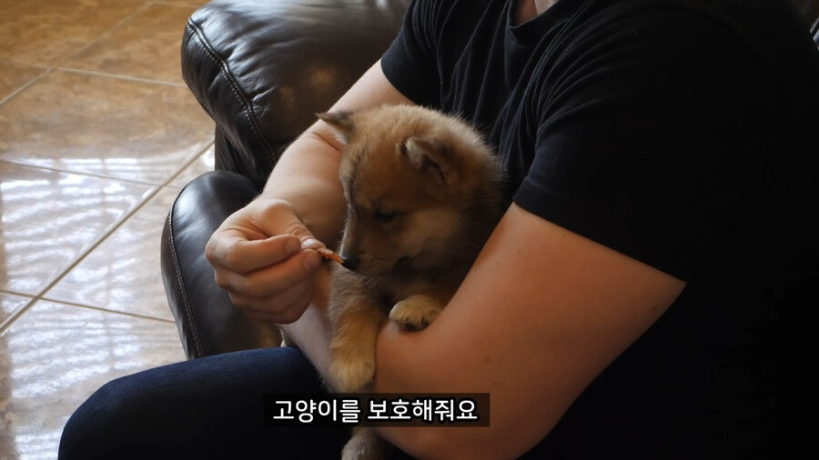 고양이를 먼저 키우고 강아지를 키워야 하는 이유.jpg_4.jpg