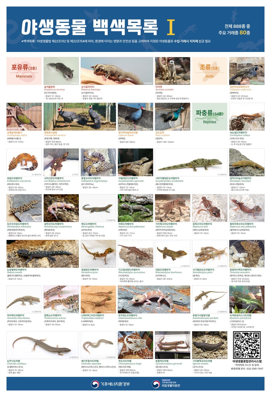 수녀님, 키우시는 게코 백색목록 등록하셔야 합니다!_1.jpg