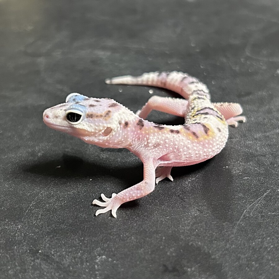 수녀님, 키우시는 게코 백색목록 등록하셔야 합니다!_5.png