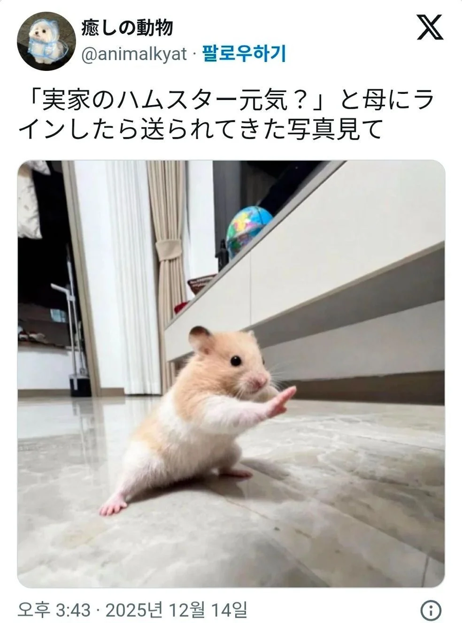 엄마한테 햄스터는 잘 지내냐고 물어보니까 보내준 사진.jpg_1.webp