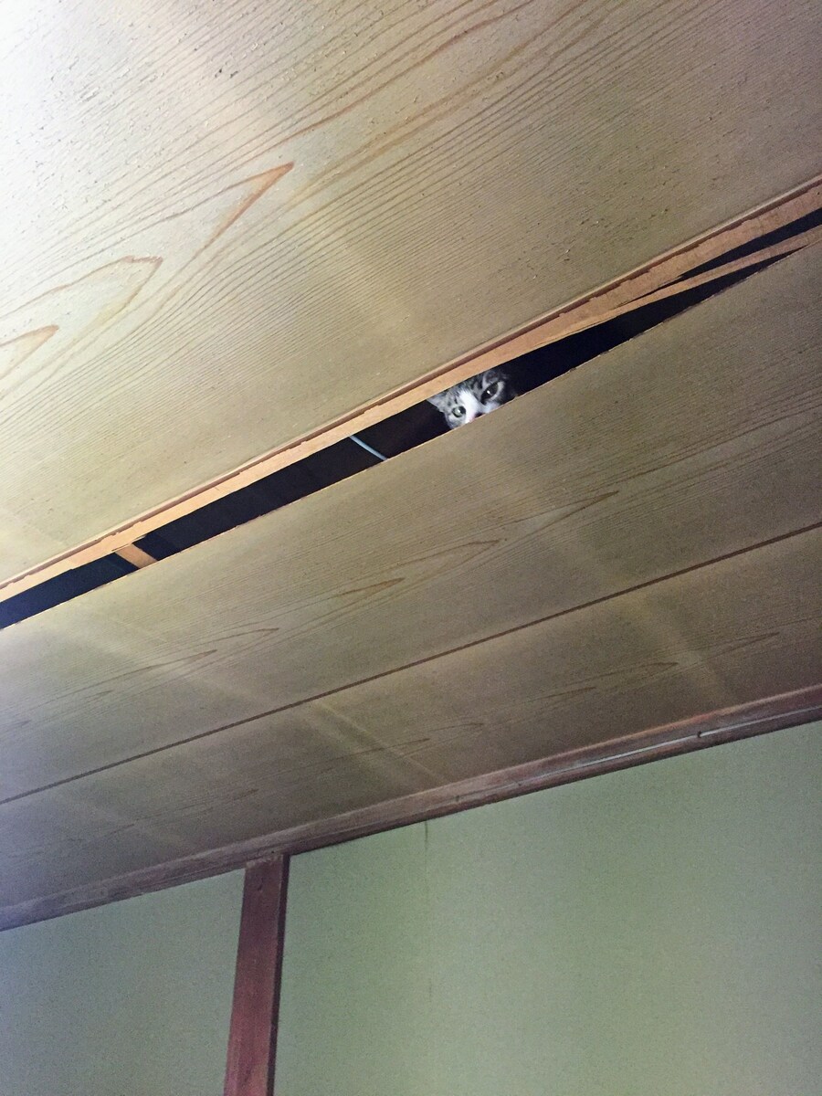 집에 있는데 천장에서 누가 엿봄_1.jpg