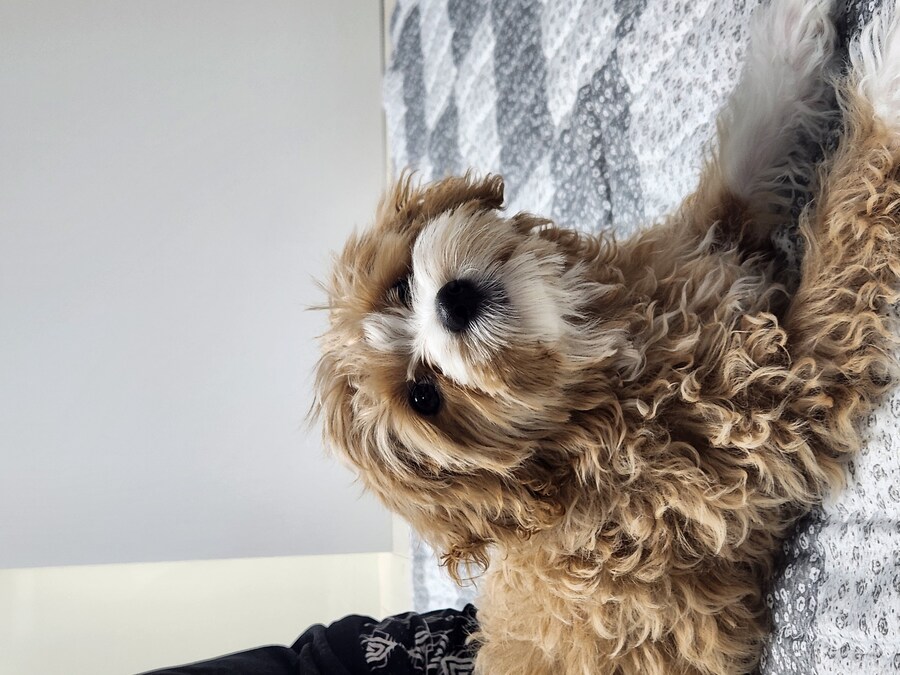 세 냐루비 베타 체키 및 무슨무슨 법 준수 및 음악 이야기_9.jpg