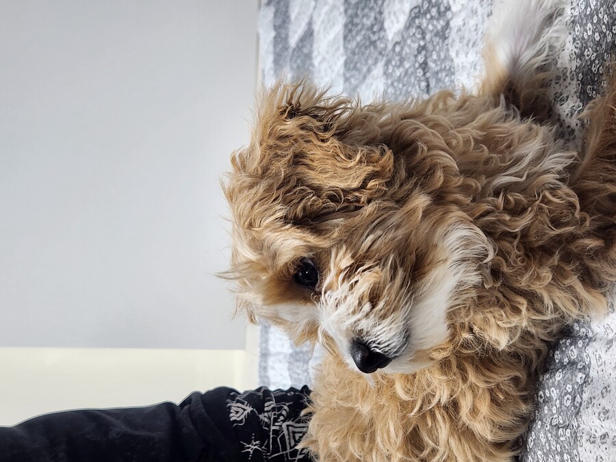 세 냐루비 베타 체키 및 무슨무슨 법 준수 및 음악 이야기_10.jpg