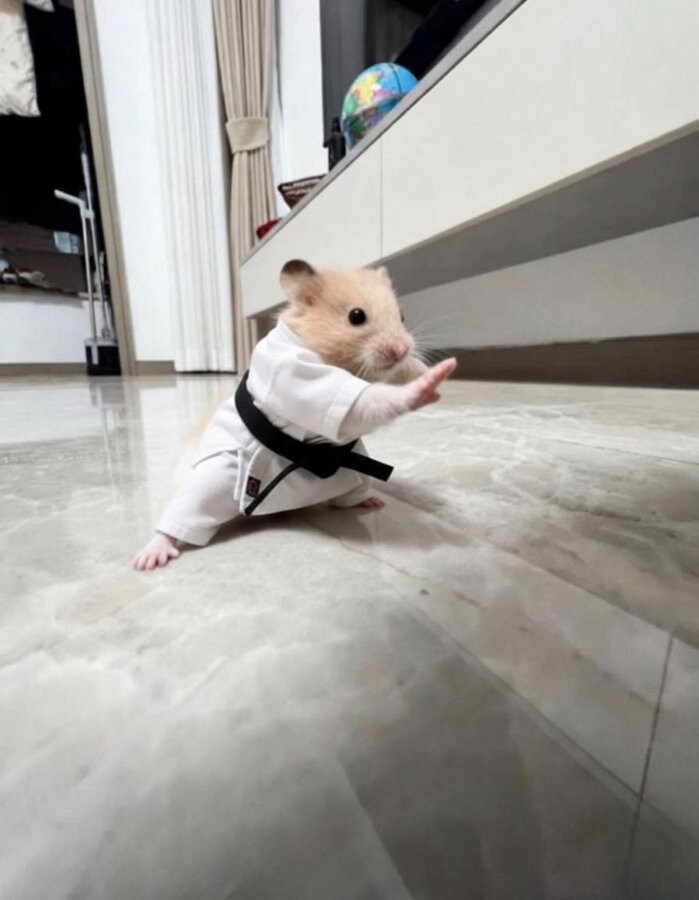 요즘 자주보이는 햄스터 패러디_1.jpg