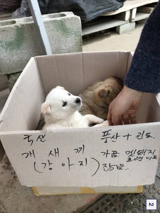 품종견 새끼 한마리 단돈 5천원 ㄷㄷㄷㄷㄷ_2.png