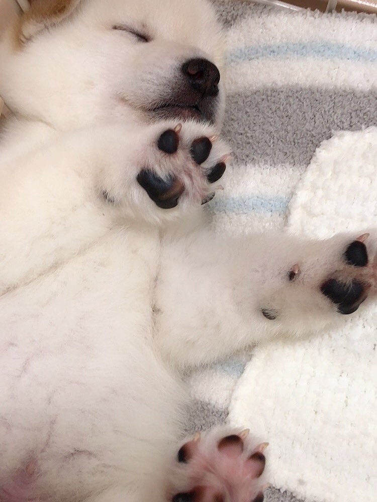 잠든강아지 자세히보기.jpg_2.jpg