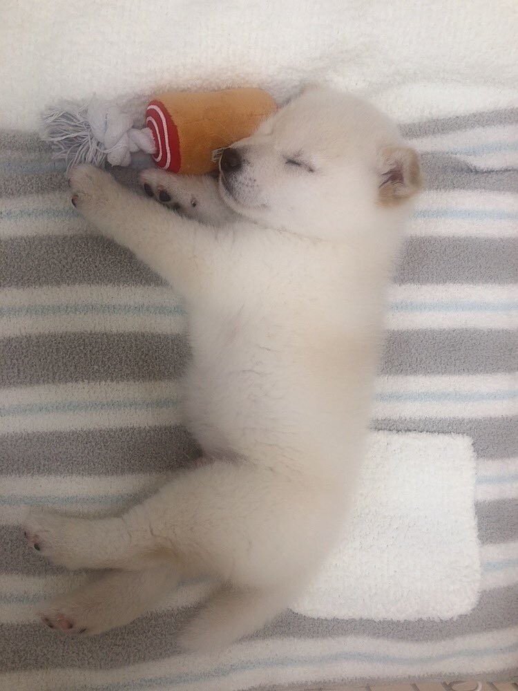 잠든강아지 자세히보기.jpg_3.jpg