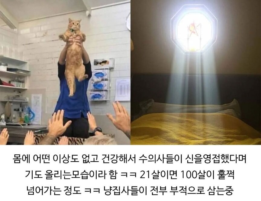 수의사들 사이에서 신으로 불리는 존재.jpg_2.jpg