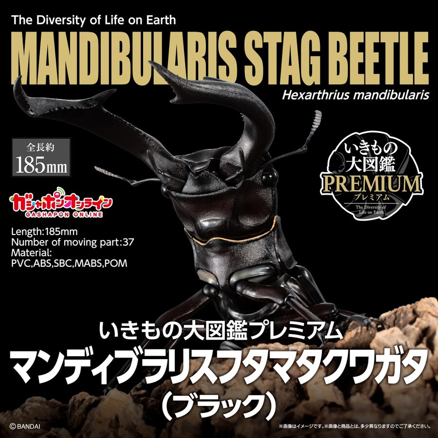[반다이가샤폰] 생물대도감 프리미엄 만디블라리스 큰턱 사슴벌레_9.jpg