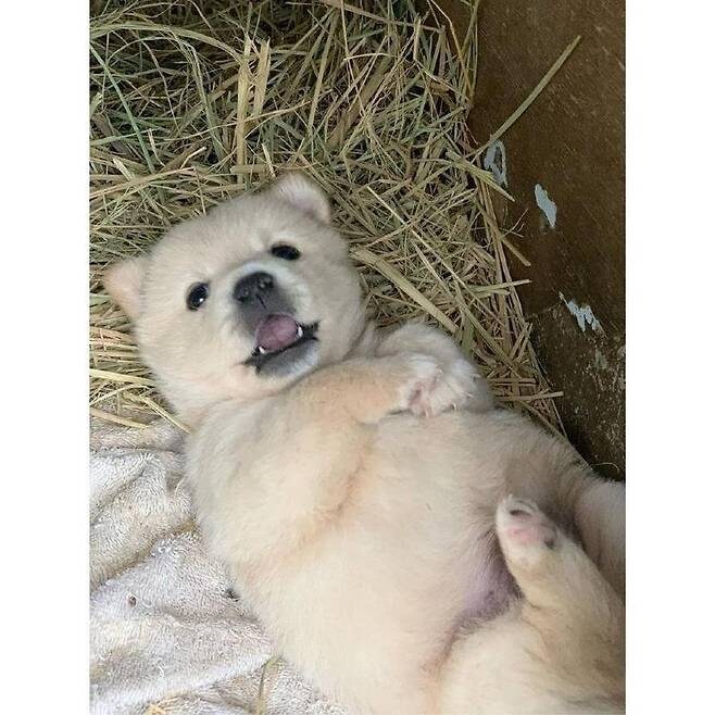 누워서 뒹굴거리는 시고르자브종_3.jpg