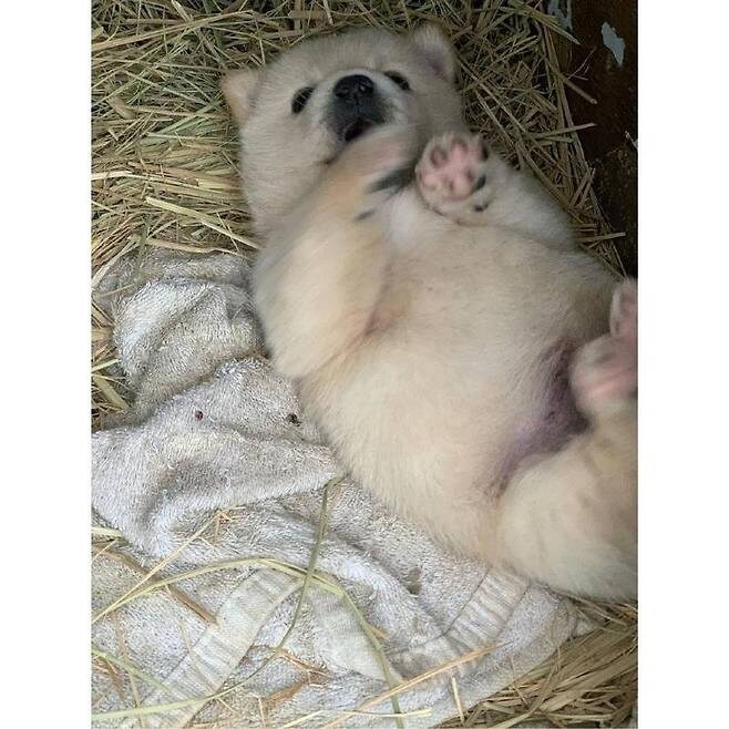 누워서 뒹굴거리는 시고르자브종_4.jpg