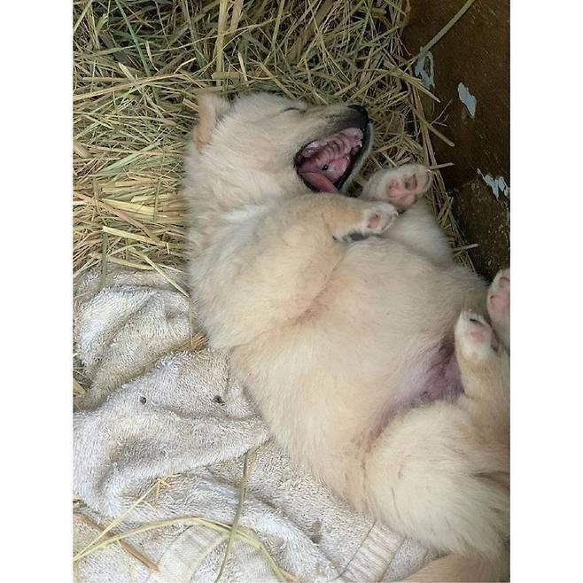 누워서 뒹굴거리는 시고르자브종_5.jpg