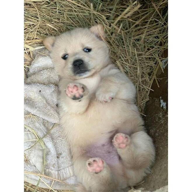 누워서 뒹굴거리는 시고르자브종_6.jpg