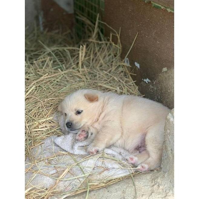 누워서 뒹굴거리는 시고르자브종_7.jpg