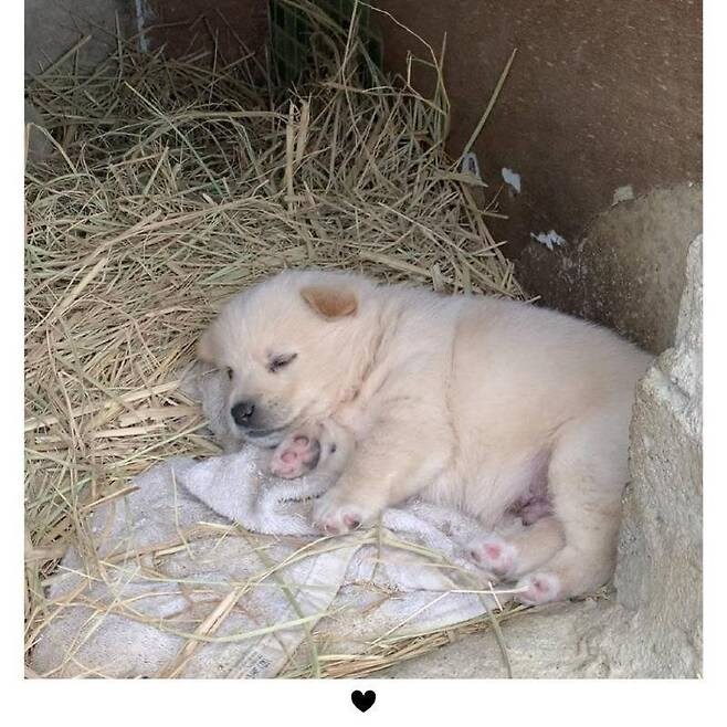 누워서 뒹굴거리는 시고르자브종_8.jpg