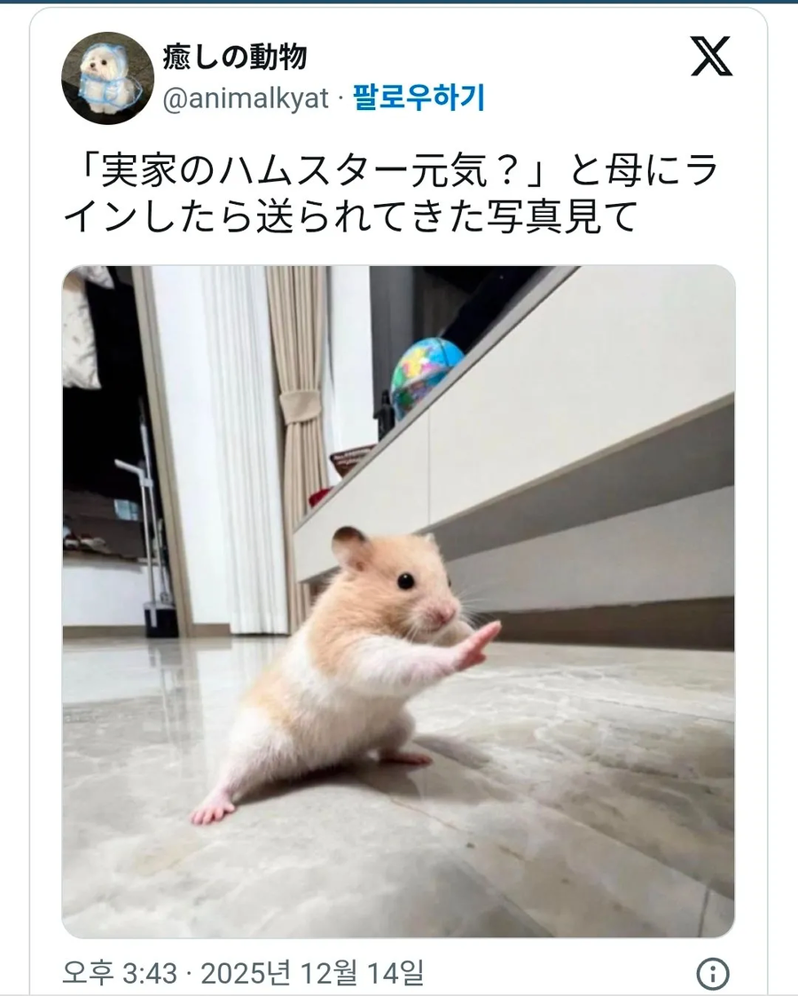 엄마한테 본가 햄스터는 잘 지내냐고 물어보니까 보내준 사진_1.webp